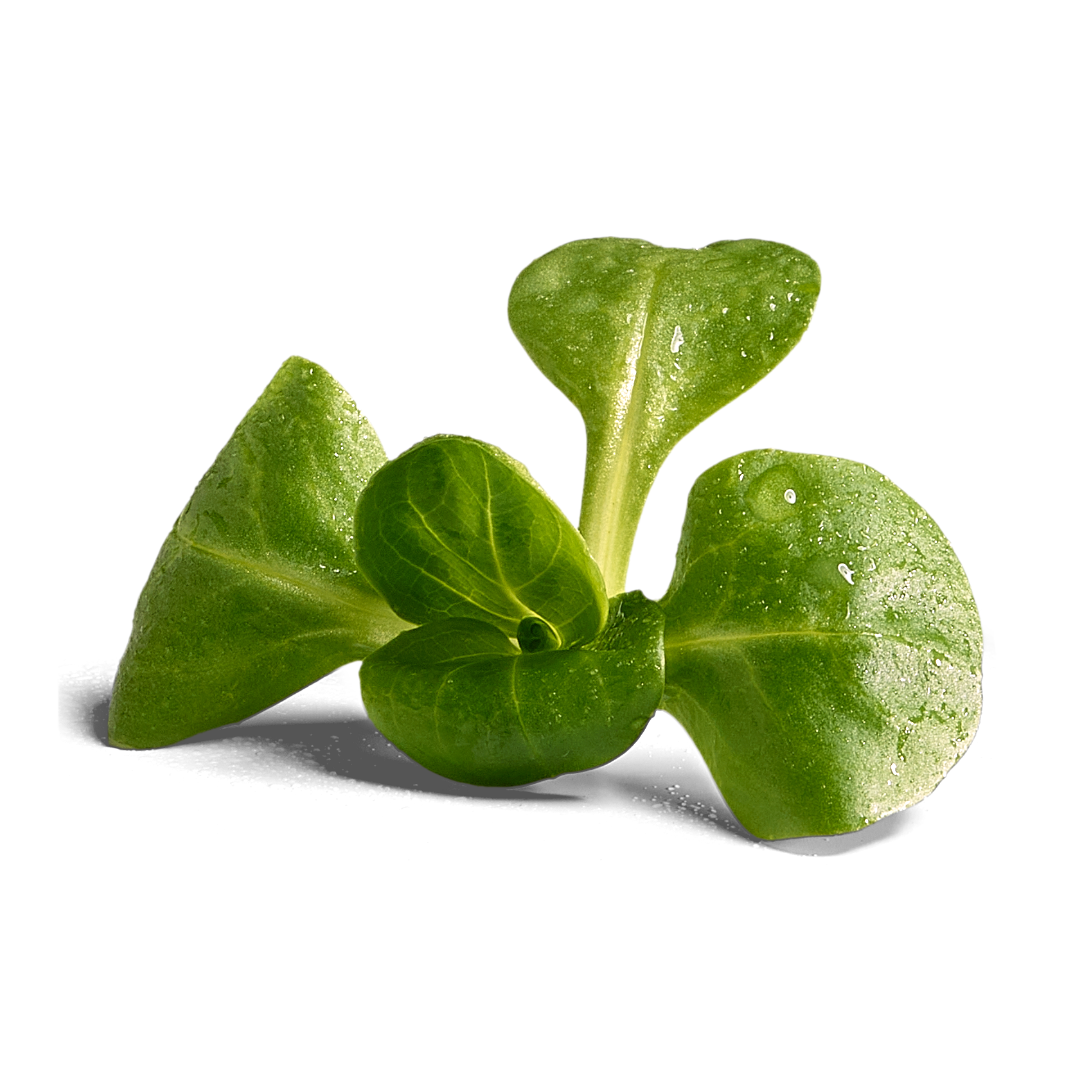 Valerian lettuce